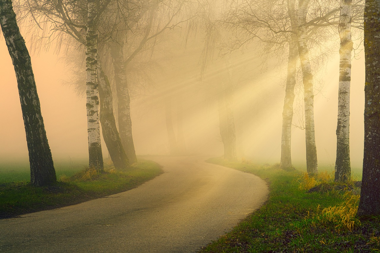 path, avenue, sunbeams-4736917.jpg