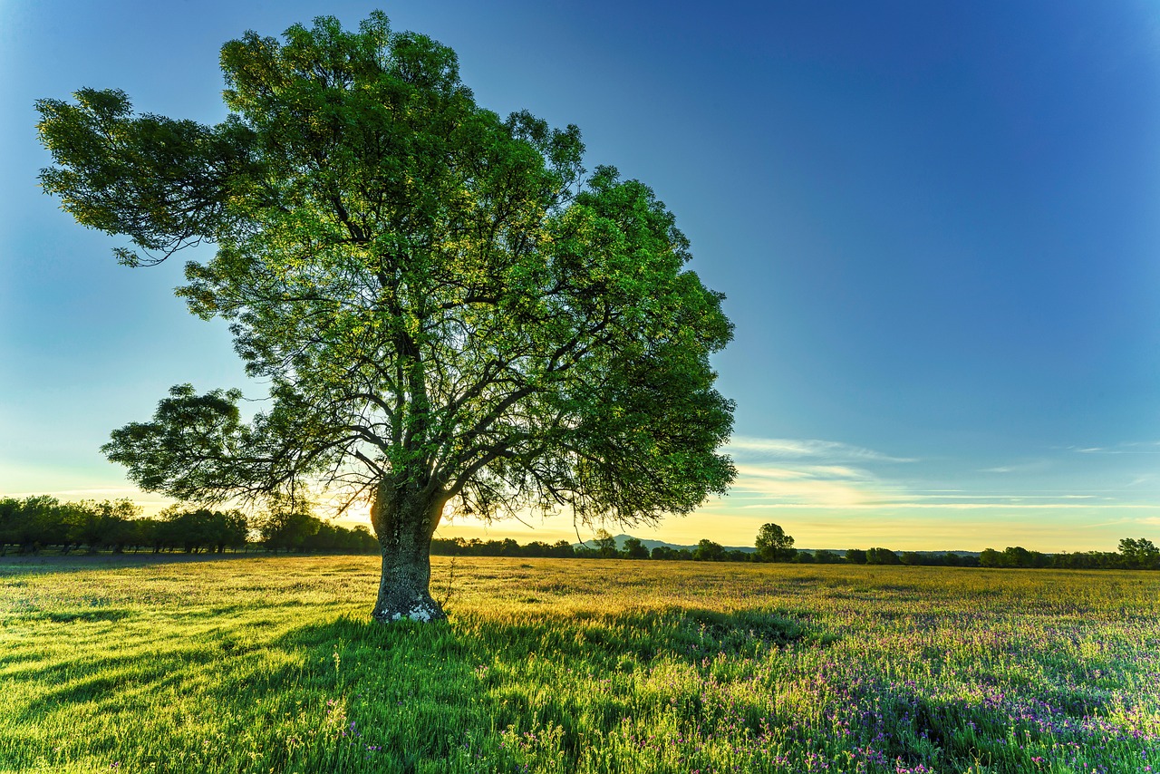 tree, sunrise, field-7186835.jpg